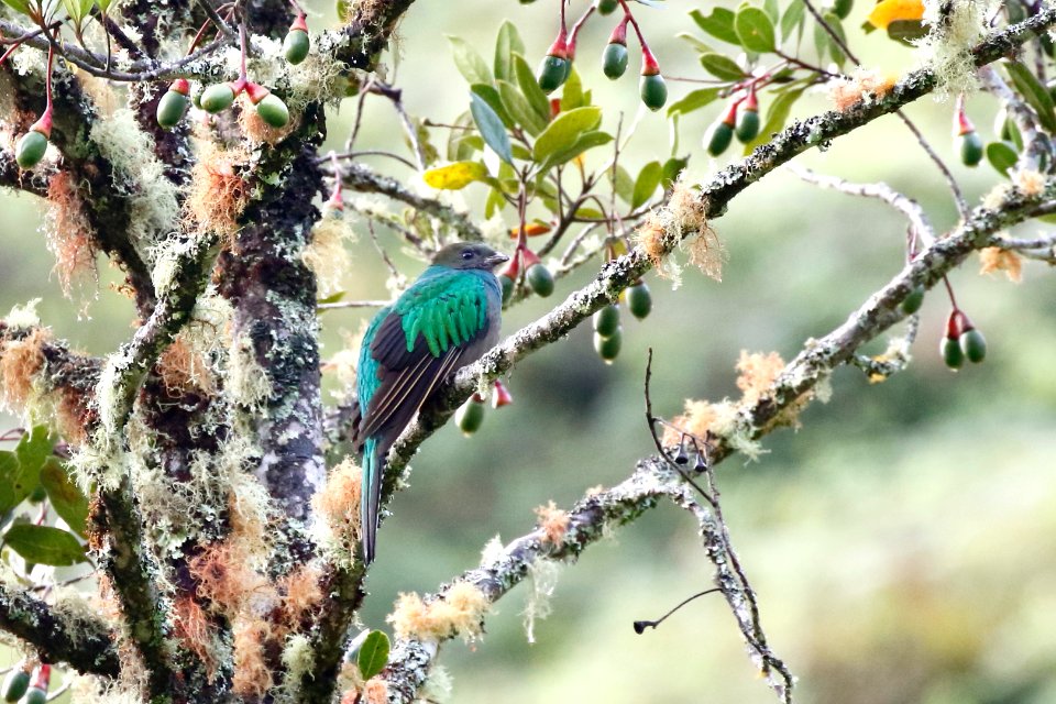 Resplendent Quetzal (m) photo