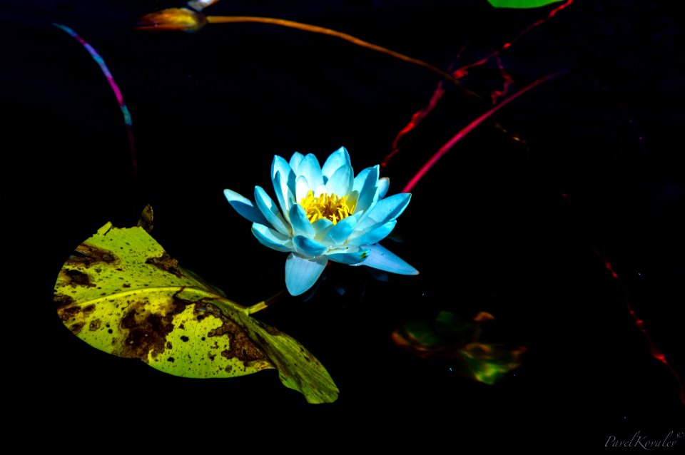 The Lily