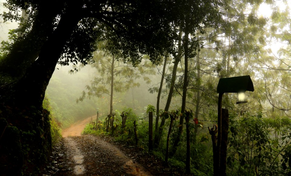 Munnar Nature Photos