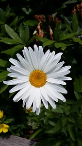 Blossom petal fresh