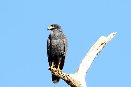 Common Black-Hawk photo