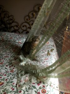 Babette