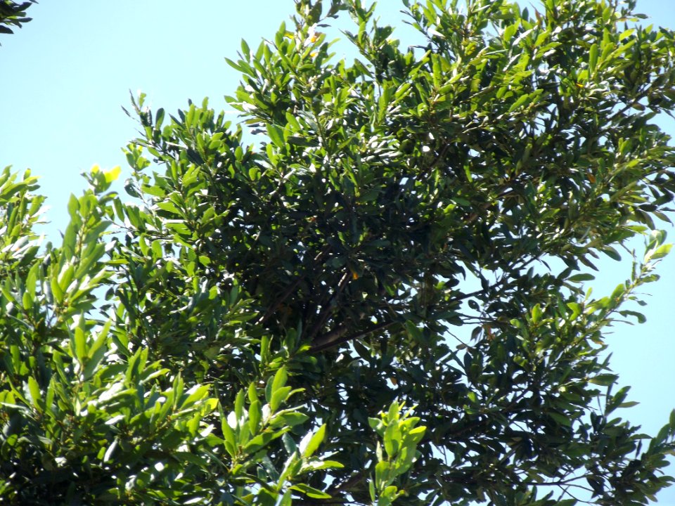 Arboles