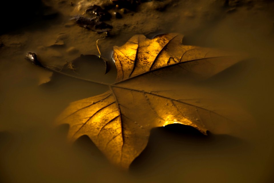 Goldenes Blatt-4494