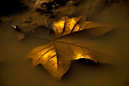 Goldenes Blatt-4494