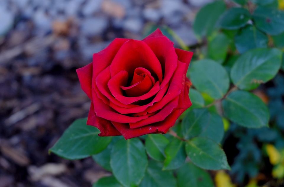 Rose bloom red ornamental plant