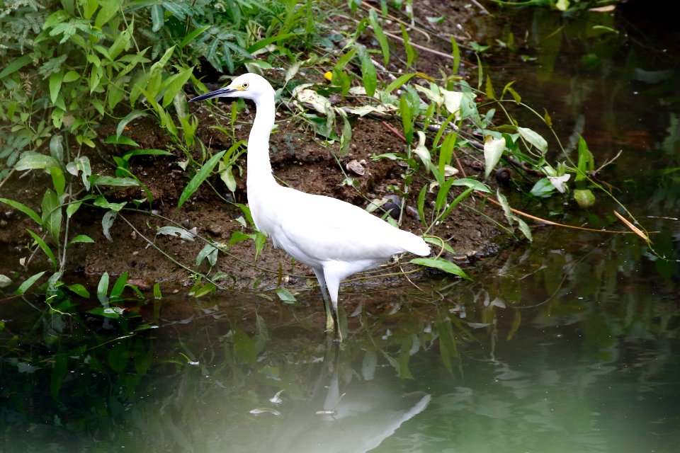 Snowy Egret, Egretta thula - 260A3163
