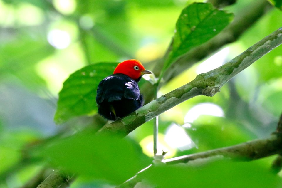 Red-capped Manakin photo
