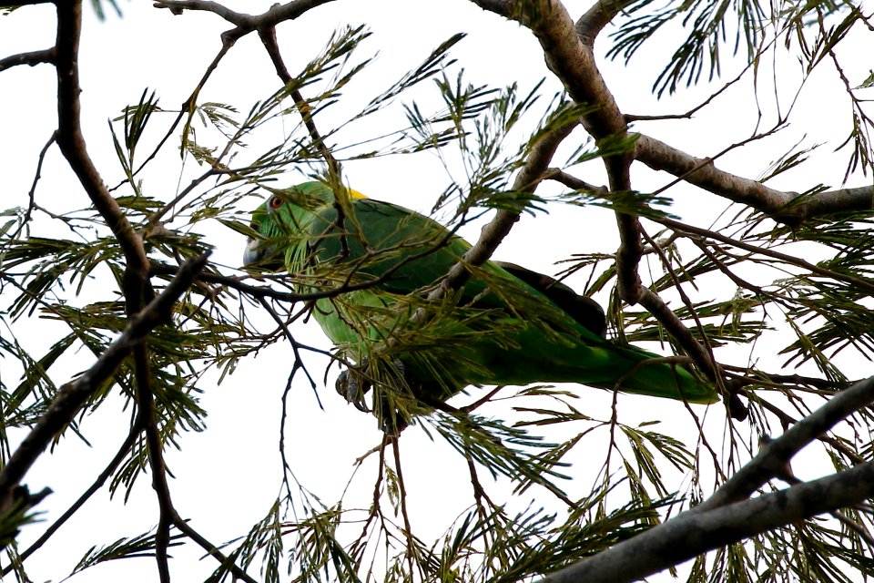 Yellow-naped Parrot