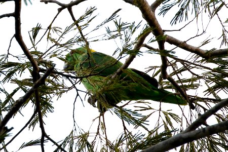 Yellow-naped Parrot