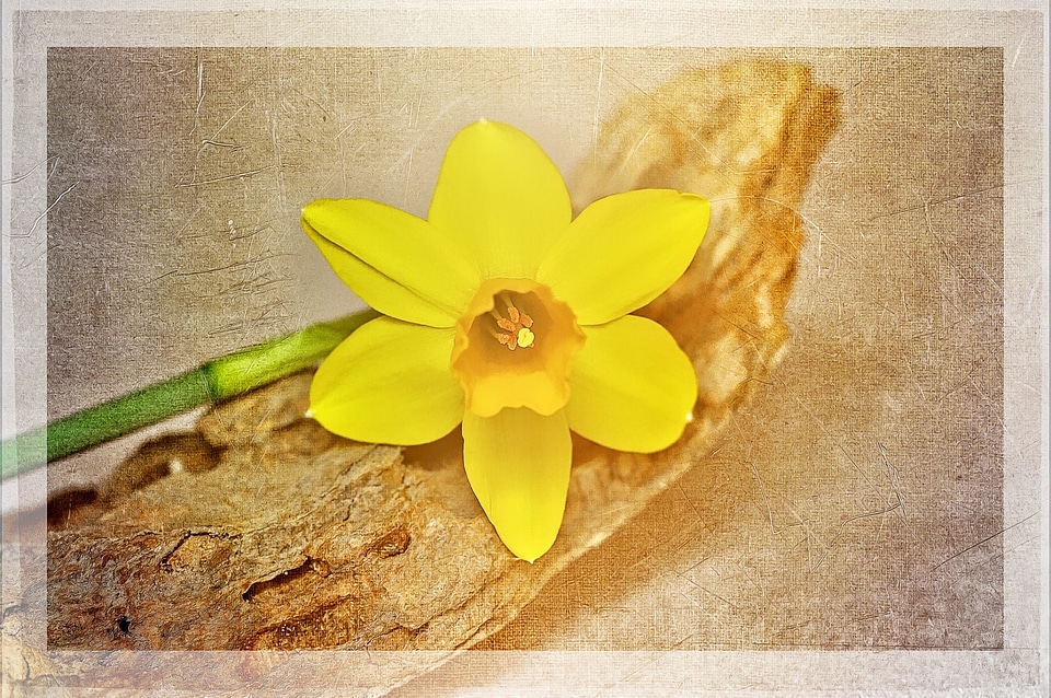 Plant yellow flower blossom