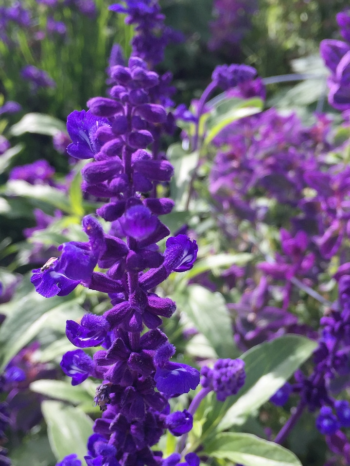 Spring flowers blossom plant