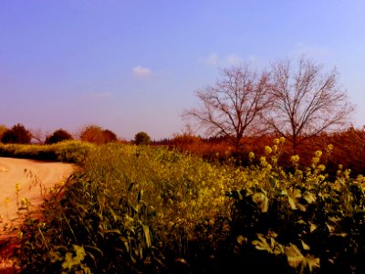 Along the mustard plants by Claudia's Photography