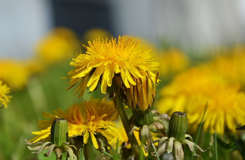 Spring plant pointed flower