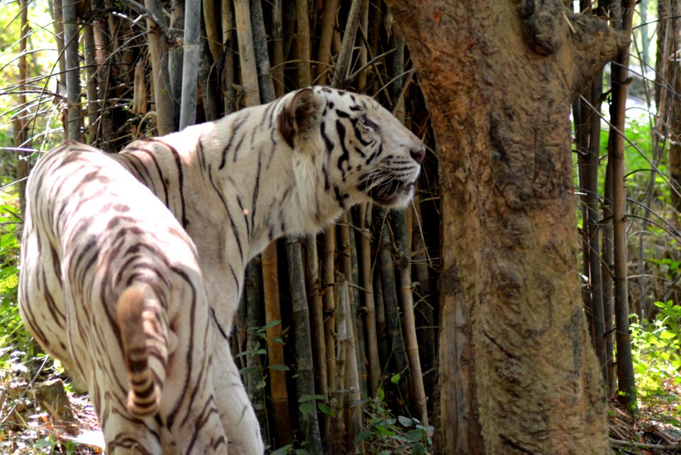 White Tiger photo