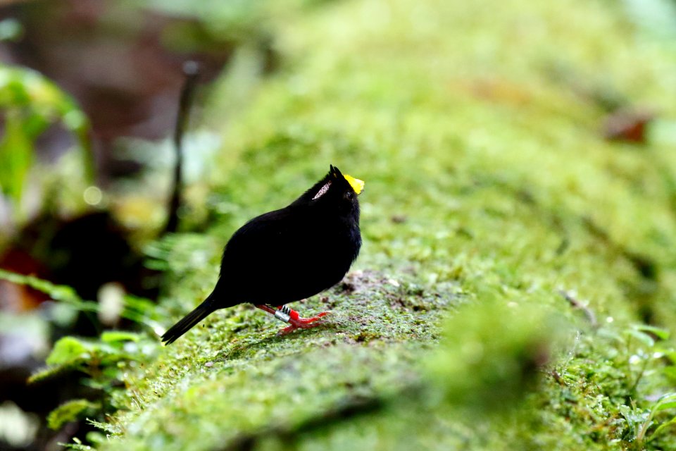 Golden-winged Manakin, Masius Chrysopterus - 260A1890