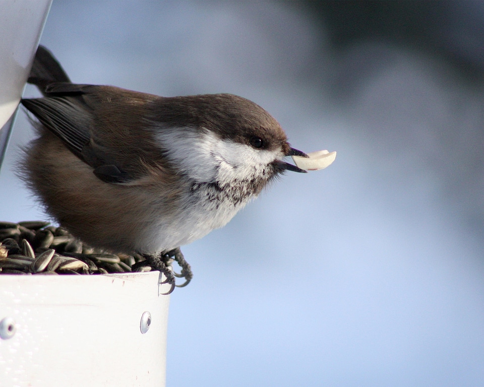 Bird siberian tit poecile