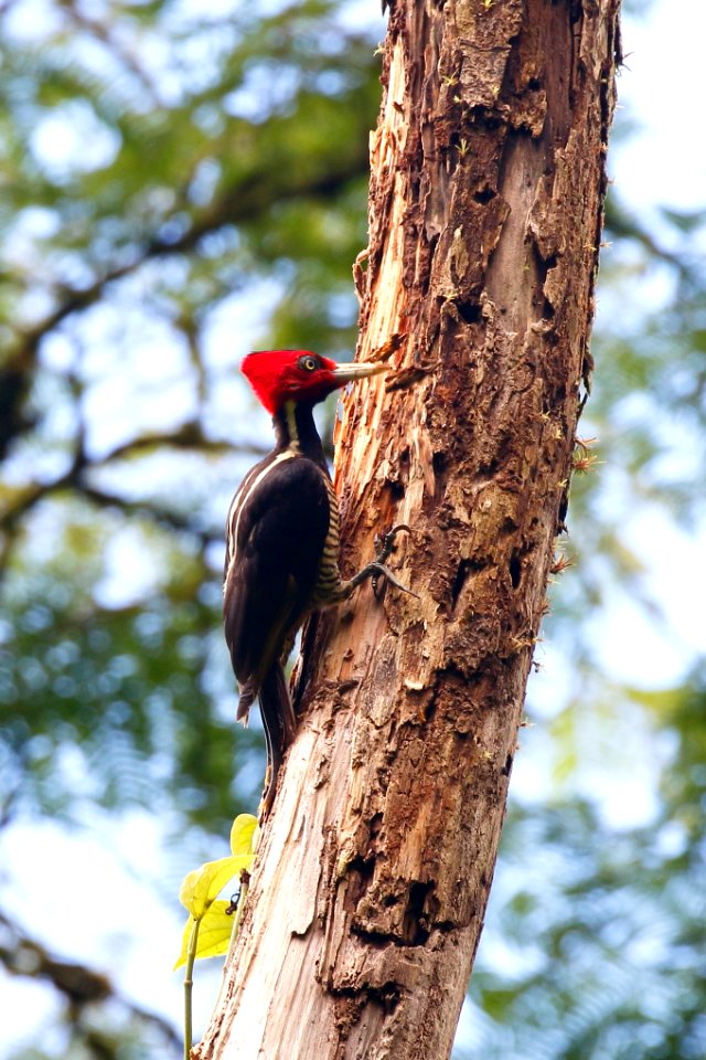 Pale-billed Woodpecker