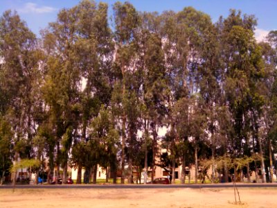 Eucaliptos