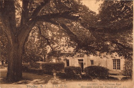 23 LE CHATEAU ROYAL MARRONNIER PLANTE PAR FRANCOIS 1ER