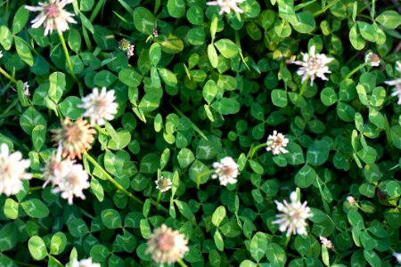 클로버 토끼풀 苜 Clover Shamrock