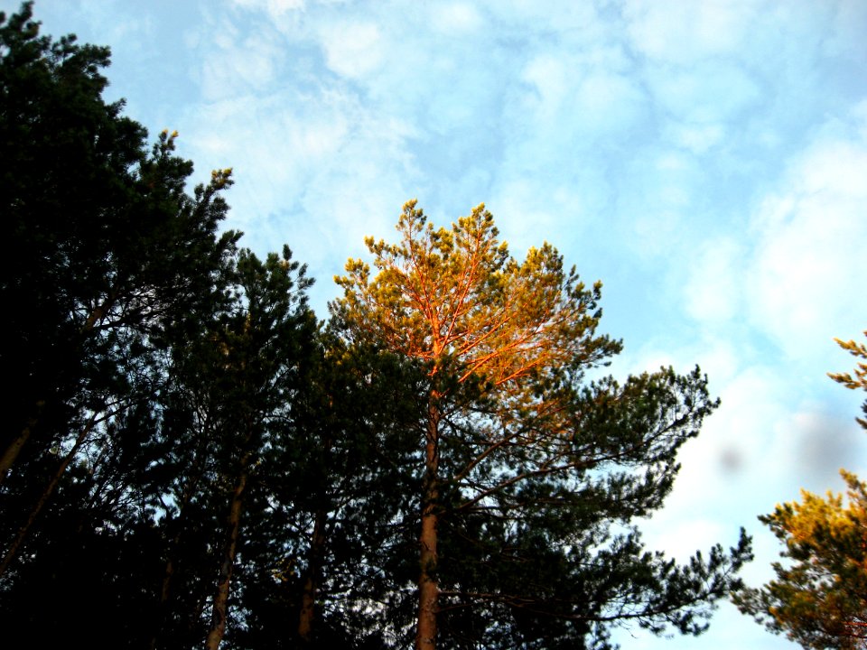 Kveldet