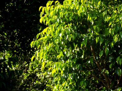 Arboles 3