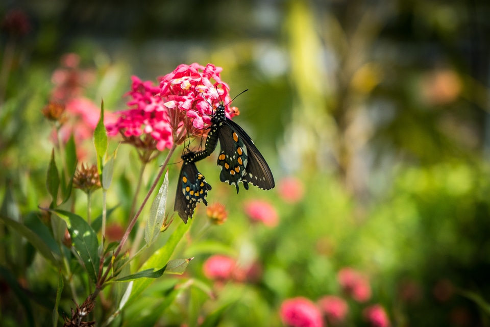 Green garden nature
