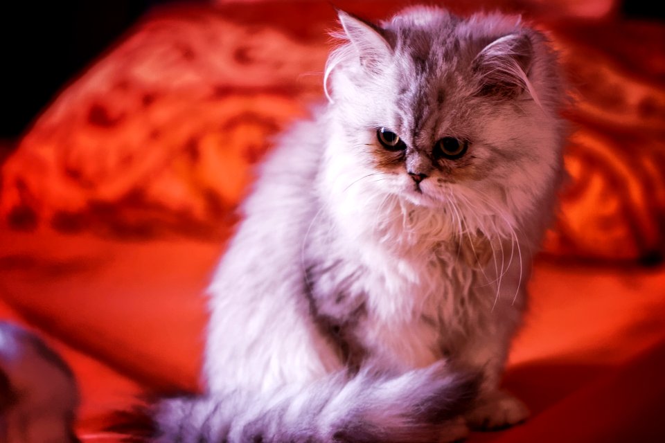 our small tiger