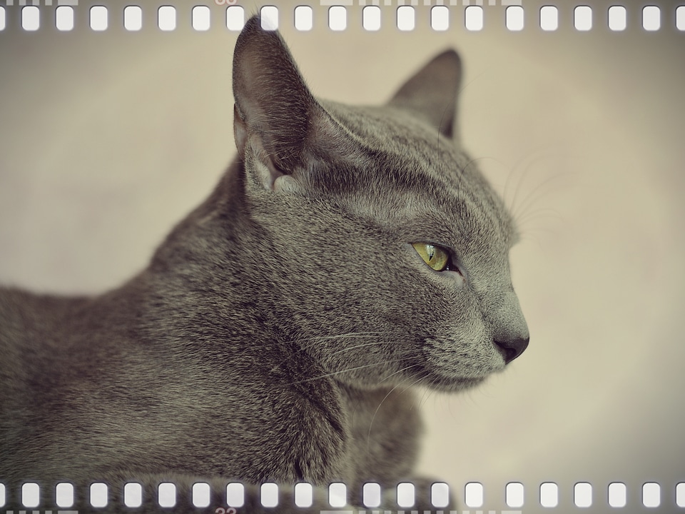 Cat person cat eyes views