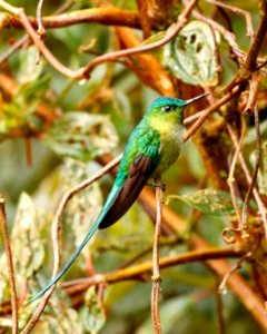 Long-tailed Sylph  (m) (Aglaiocerus kingii) - 260A0491