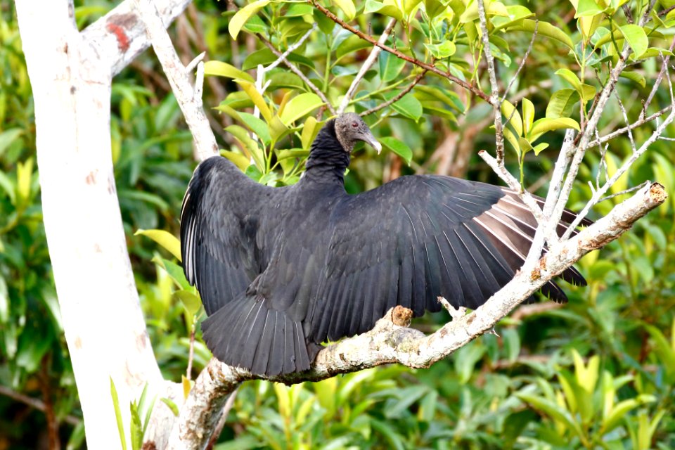 Black Vulture  (Coragyps atratus) - 1217