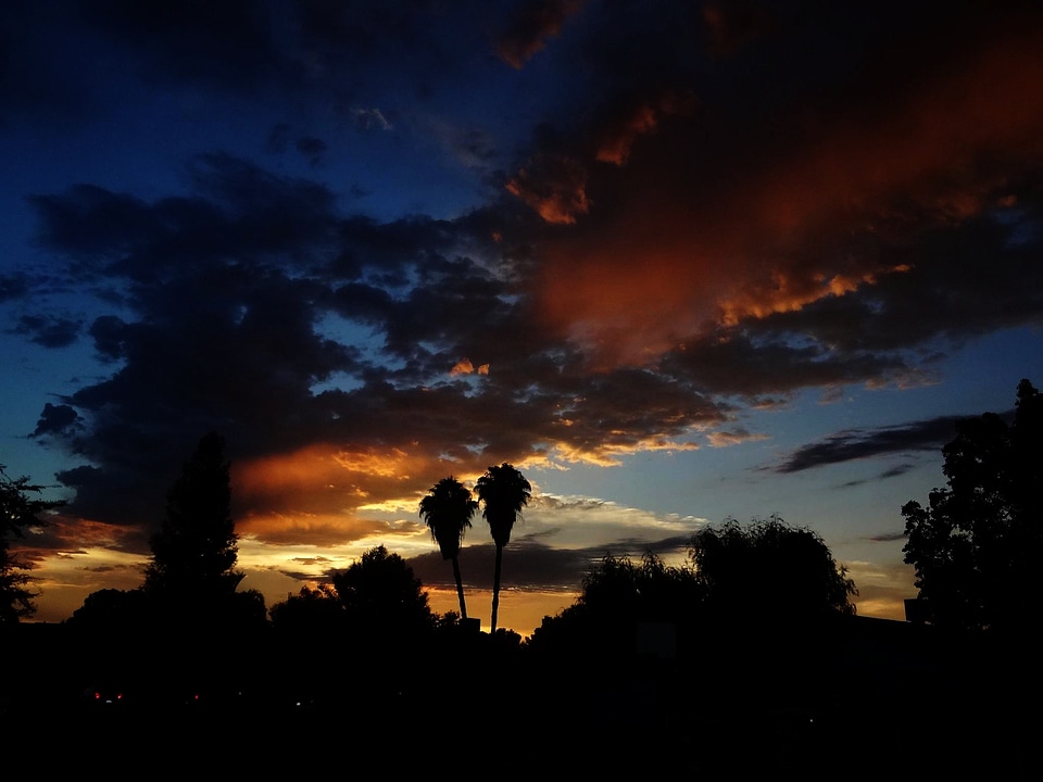 Palm trees neighborhood heavens
