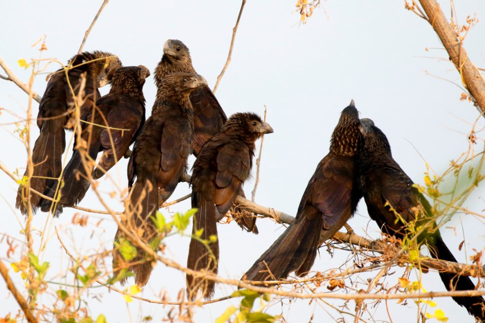 Smooth-billed Ani, Crotophaga Ani - 260A3603
