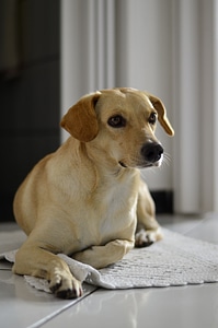 Animal domestic animals puppy