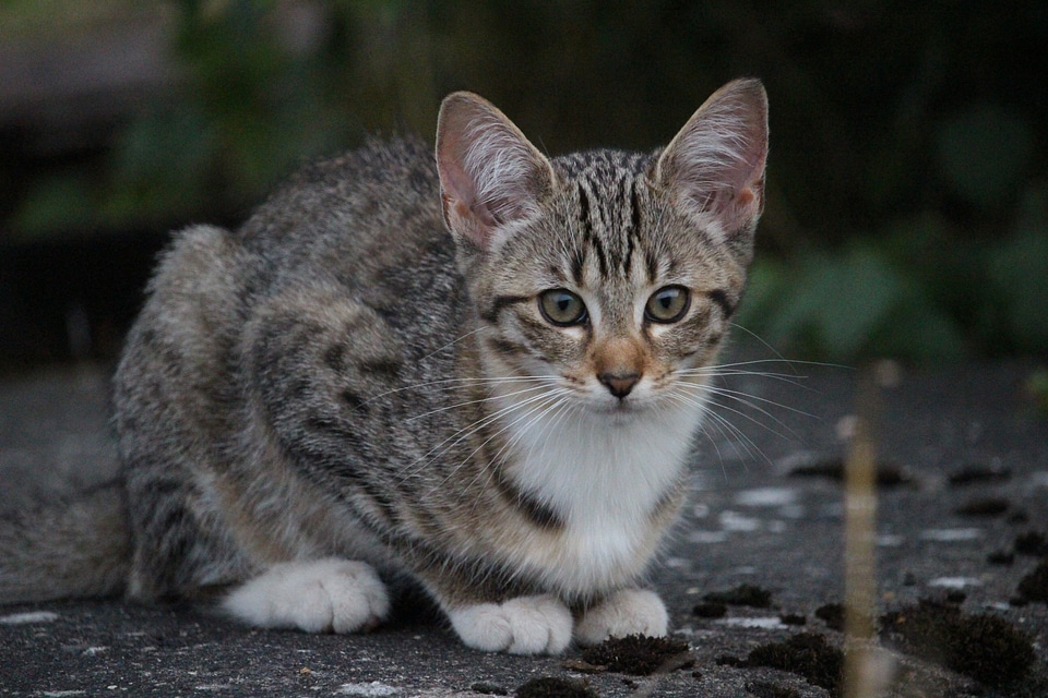 Mackerel kitten pet