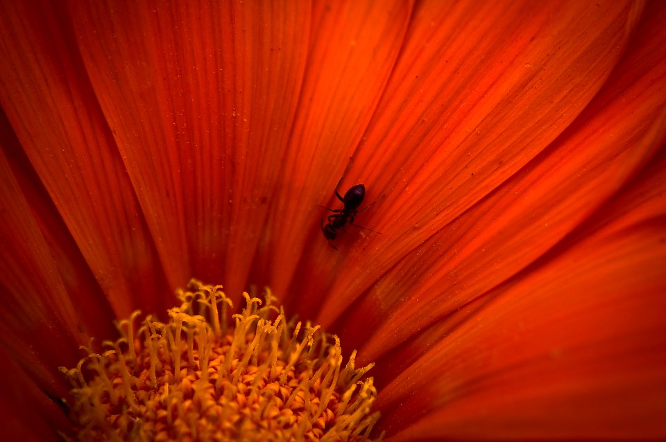 My first flower macro cliché