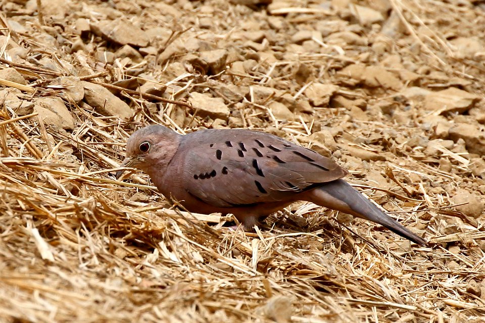 Ecuadorian Ground-Dove, Columbina buckleyi - 260A3290