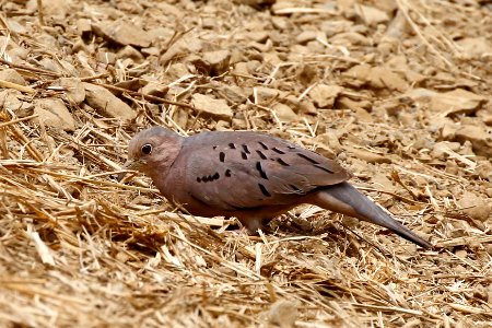 Ecuadorian Ground-Dove, Columbina buckleyi - 260A3290