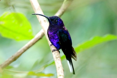 Violet Sabrewing photo