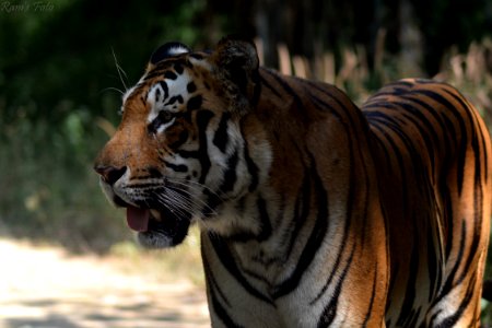 Royal Bengal Tiger photo