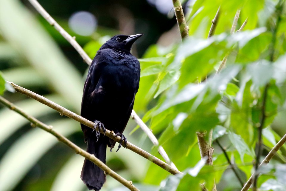 Scrub Blackbird, Dives warsewiczi - 1729