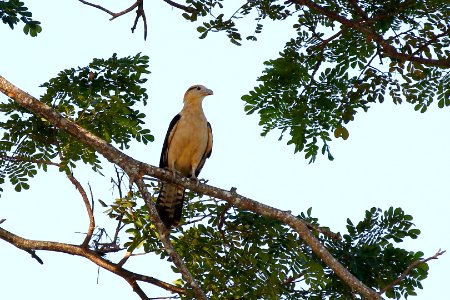 Yellow-headed Caracara