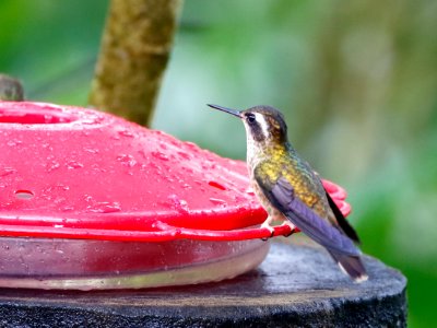 Speckled Hummingbird (Adelomyia melanogenys) - 260A2705