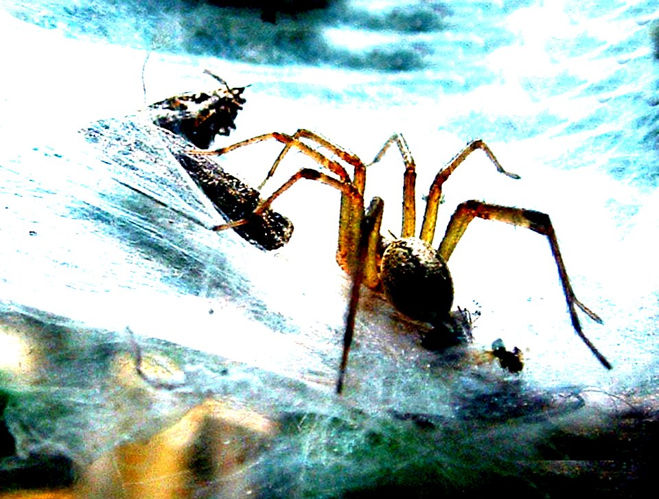 Spider and Moth Caught in Web