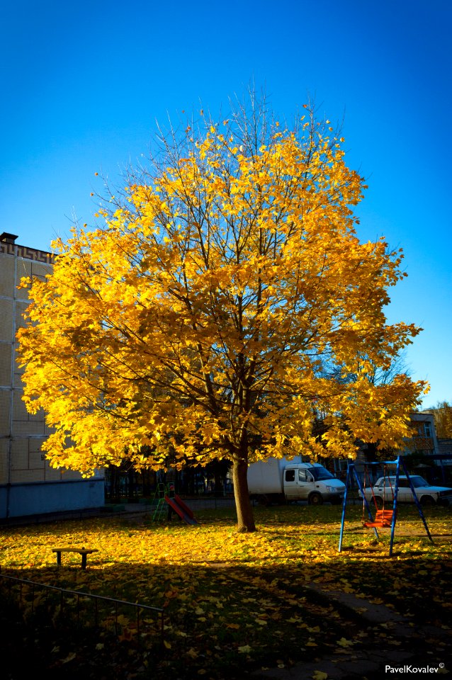 The maple tree