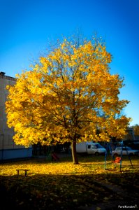 The maple tree