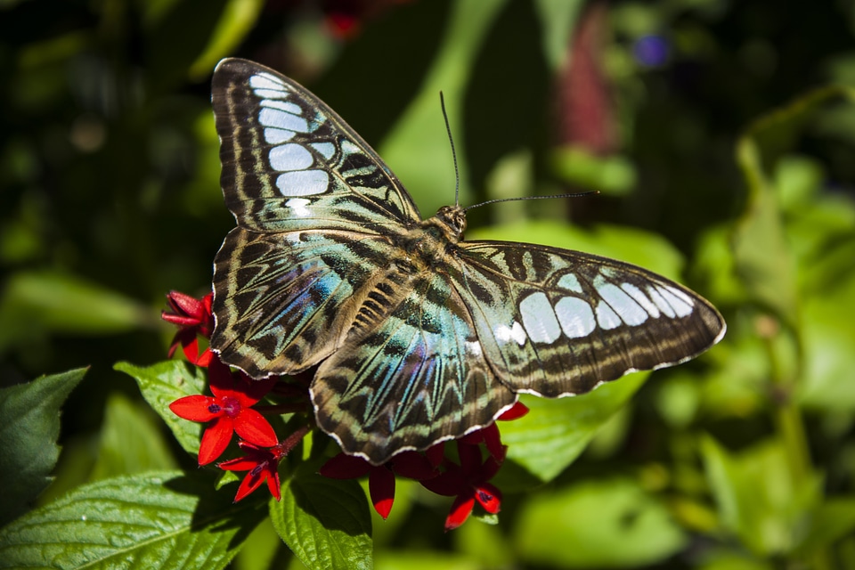 Nature wings macro