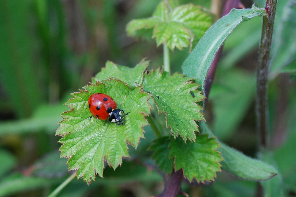 Insects ladybug nature