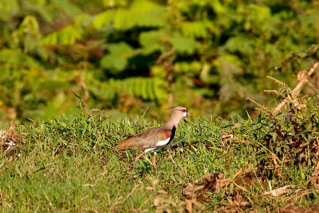 Southern Lapwing photo